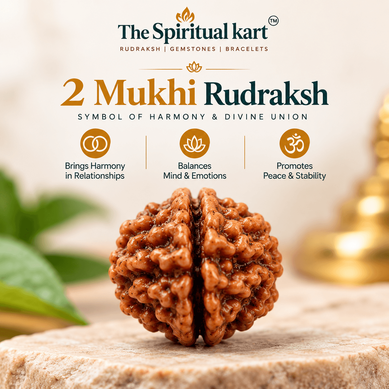Natural 2 Mukhi Rudraksha [Nepali] view 2